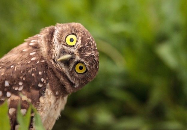 Photo of owl looking sideways at camera