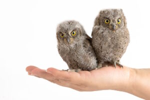 Two European scops owl (Otus scops) sits on hand on white background.